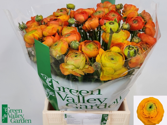 <h4>RAN AAZUR ORANGE</h4>