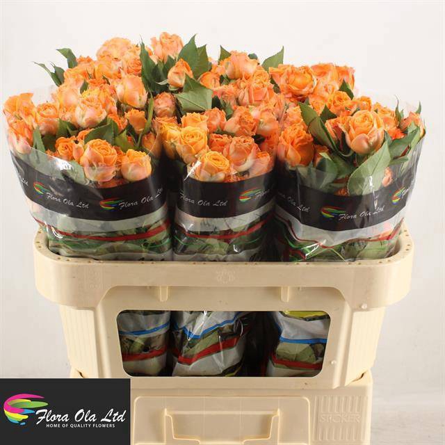 <h4>R TR CORAL BUBBLES</h4>