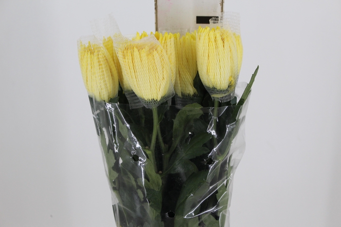 ANASTASIA SUNNY 080 CM AMARELO