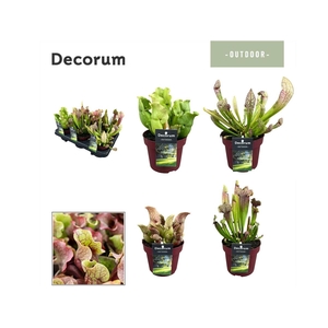 SARRACENIA OV
