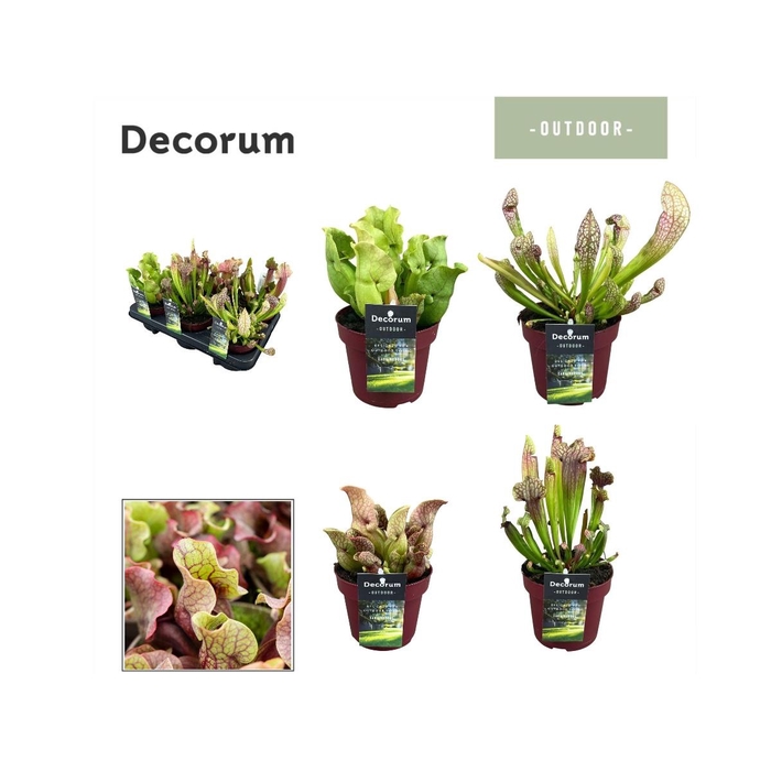 <h4>SARRACENIA OV</h4>