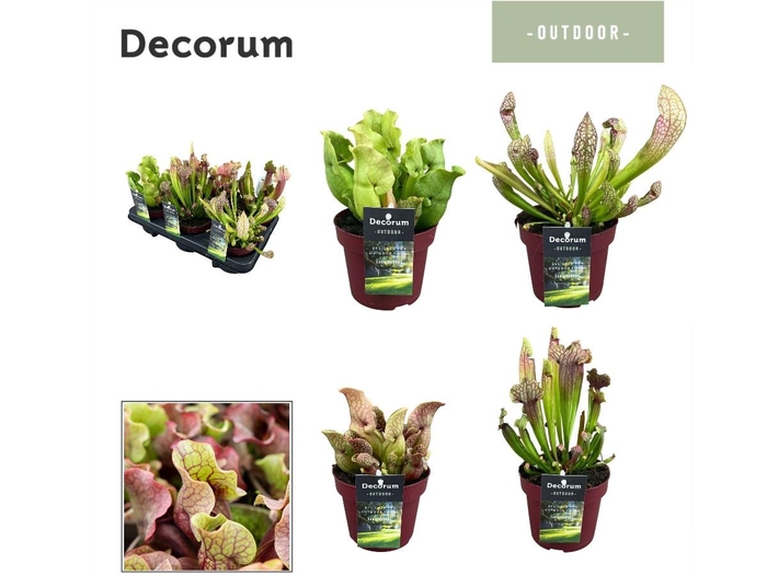 <h4>SARRACENIA OV</h4>
