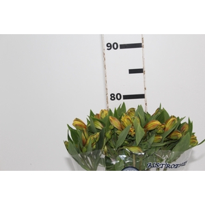 ALSTROEMERIA CARIBBEAN 080 CM