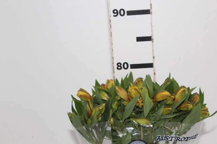 <h4>ALSTROEMERIA CARIBBEAN 080 CM</h4>