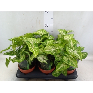 Syngonium  'Arrow'