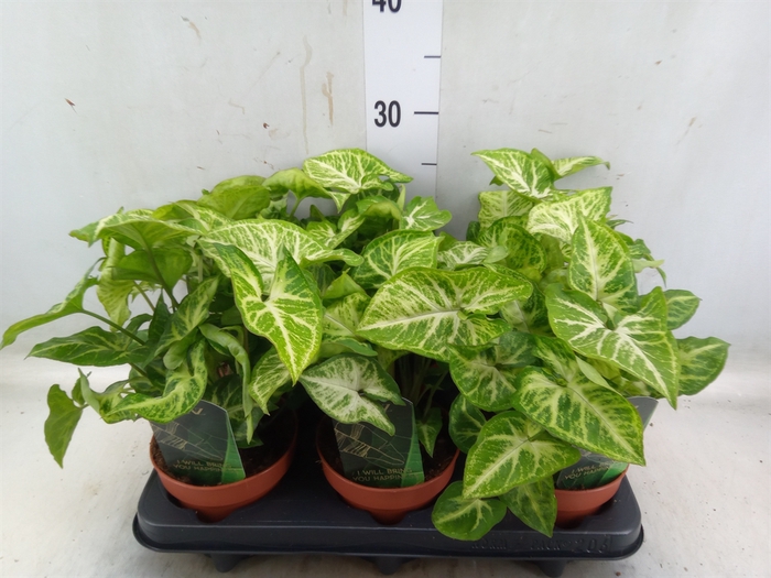<h4>Syngonium  'Arrow'</h4>