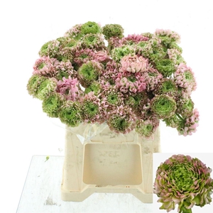 RAN PON PON HERMIONE