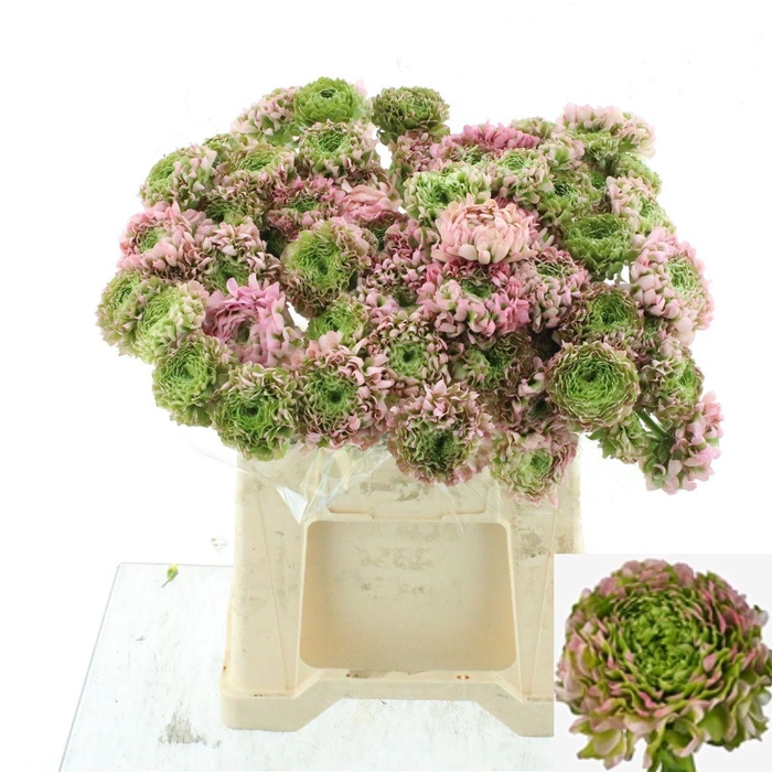 <h4>RAN PON PON HERMIONE</h4>