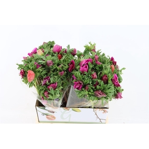 Anem Marianne Orchid