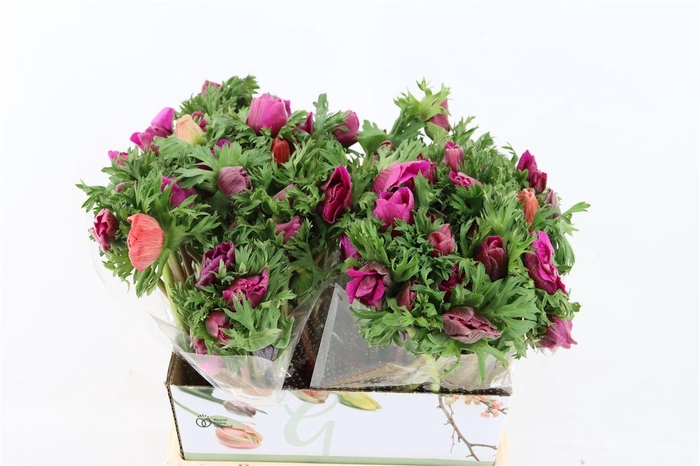 <h4>Anem Marianne Orchid</h4>