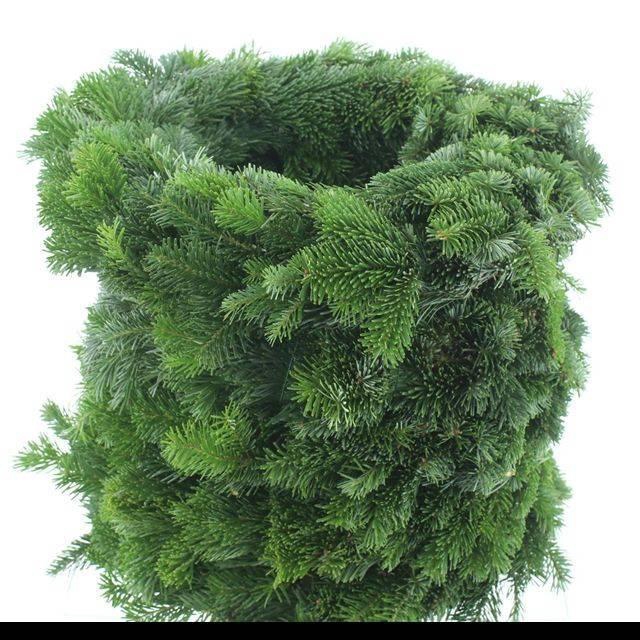 <h4>NORDMAN KRANS</h4>