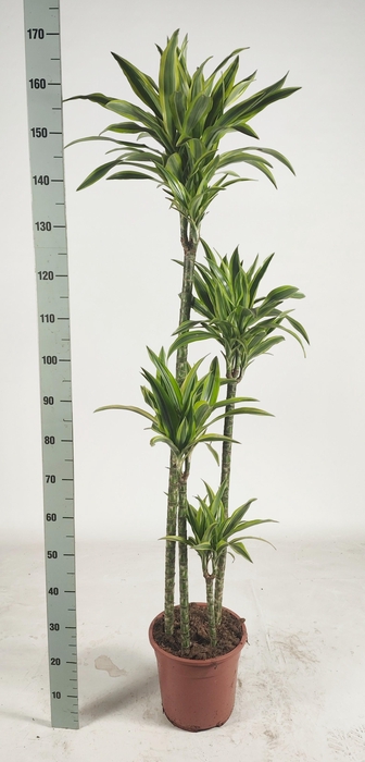 <h4>DRA DE LEMON LIME</h4>