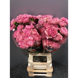 Di St Lege Pink