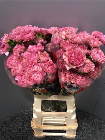 <h4>Di St Lege Pink</h4>