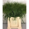 Panicum Fountain