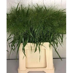 Panicum Fountain