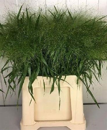 <h4>Panicum Fountain</h4>