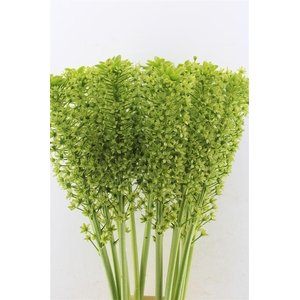 Eucomis P-e Goliath