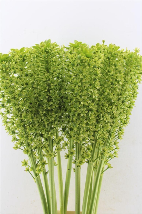 <h4>Eucomis P-e Goliath</h4>