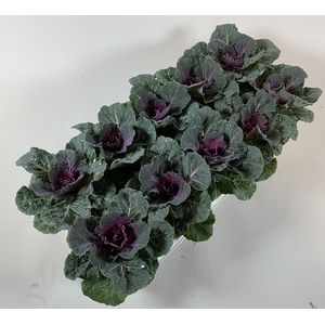 Brassica glad rood