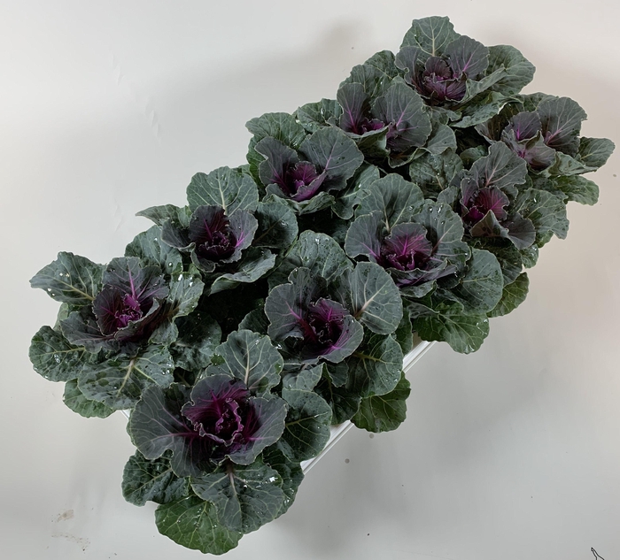 <h4>Brassica glad rood</h4>