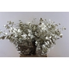 Euca Cinerea Platina P Bunch