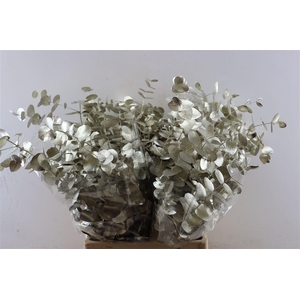 Euca Cinerea Platina P Bunch