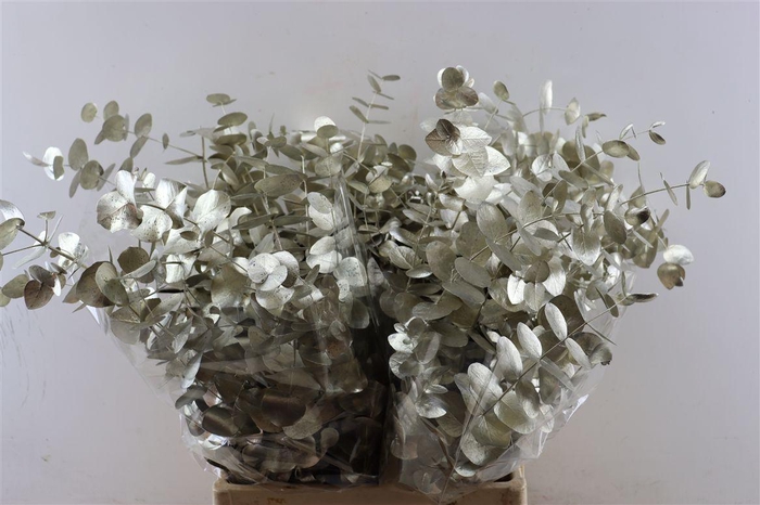 <h4>Euca Cinerea Platina P Bunch</h4>