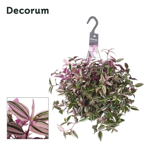 Tradescantia Fluminensis Quadricolor