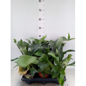 Platycerium bifurc.