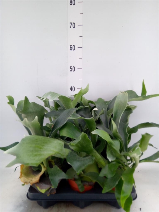 <h4>Platycerium bifurc.</h4>