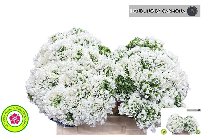 <h4>RAN PON PON IGLOO</h4>