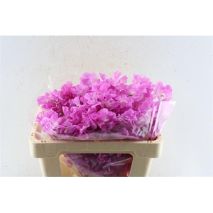 Lathyr Od Super Rose