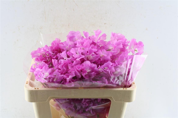 <h4>Lathyr Od Super Rose</h4>