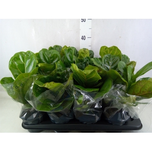 Ficus lyrata