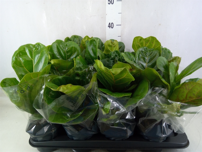 <h4>Ficus lyrata</h4>