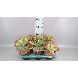 Kalanchoe NF thyrsiflora