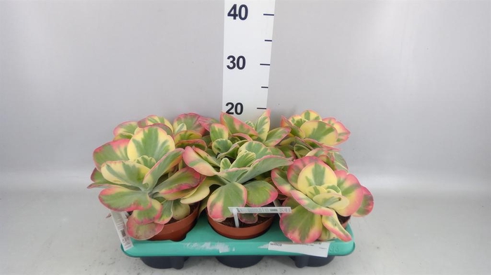 <h4>Kalanchoe NF thyrsiflora</h4>