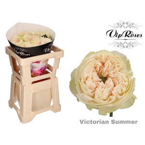 R GR VICTORIAN SUMMER