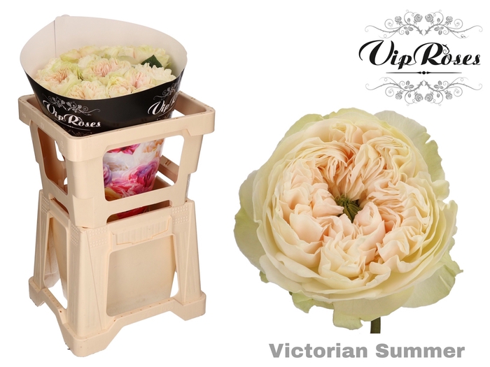 R GR VICTORIAN SUMMER