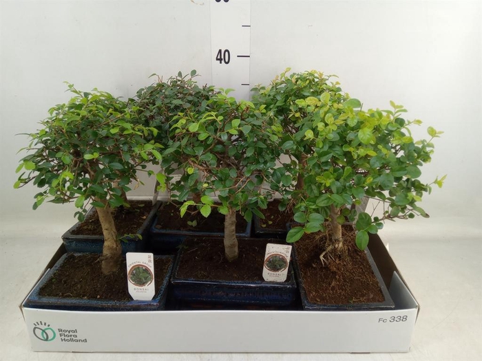 <h4>Bonsai   ...mix</h4>