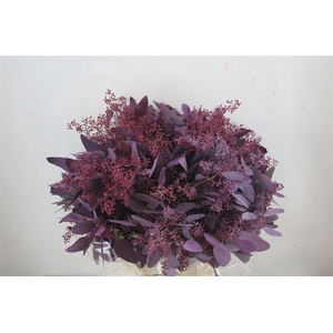 Euca Populus Berry 300gr Abs Lilac P Bunch