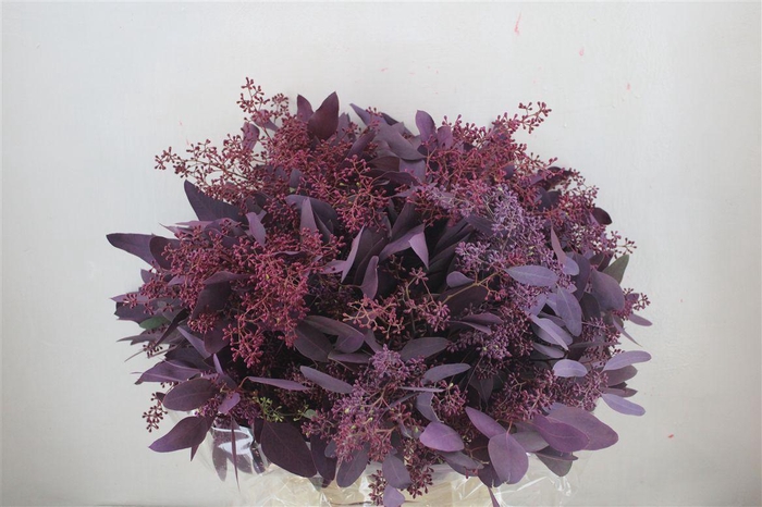 <h4>Euca Populus Berry 300gr Abs Lilac P Bunch</h4>