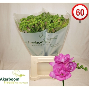 Freesia du Romantic Pink