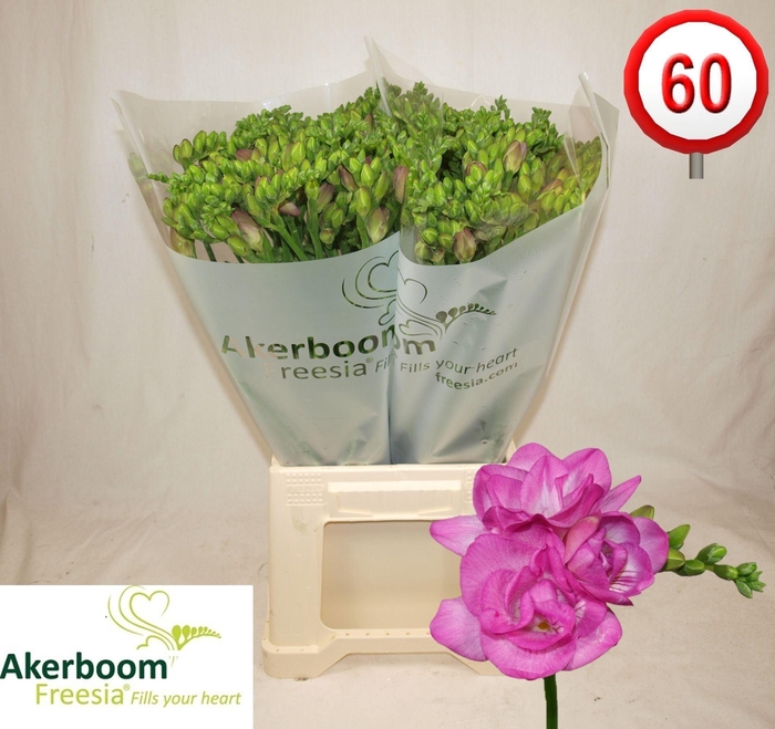 <h4>Freesia du Romantic Pink</h4>