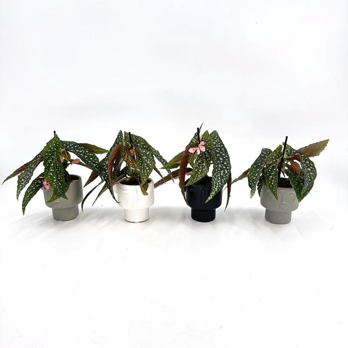 <h4>BEGONIA MACULATA p7</h4>