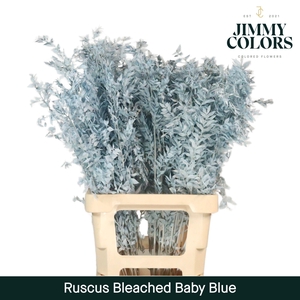 Gebleekt Ruscus Italiaans L70 Klbh. baby blue