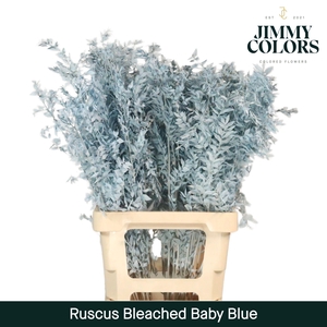 Gebleekt Ruscus Italiaans L70 Klbh. baby blue