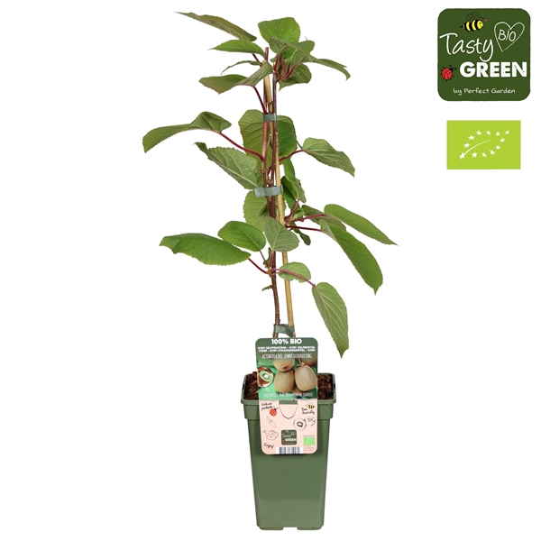 <h4>Actinidia deliciosa 'Jenny' Bio P19</h4>