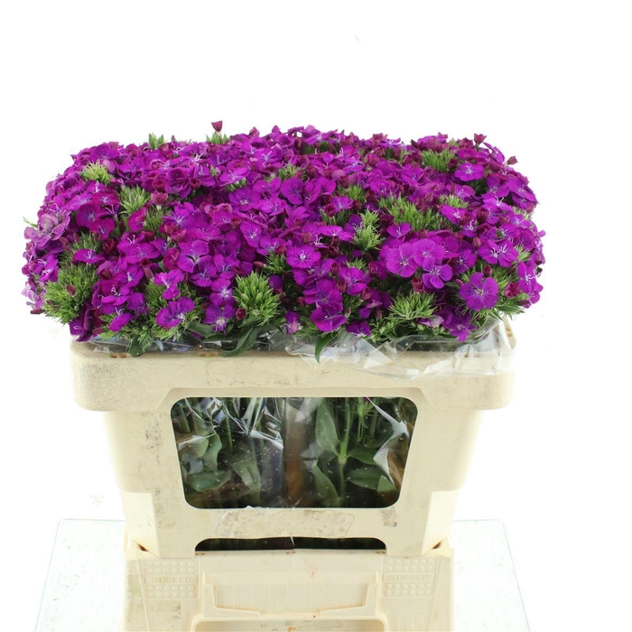 <h4>Di Barb Amazon Purple</h4>